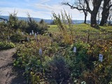 Geführte Wanderung "Räucherpflanzen"