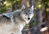 Die Rückkehr der Wölfe-Das Wunder von Yellowstone