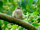 Vögel im Frühjahr